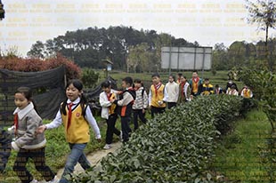 東城根街小學丨春游踏春季，小小制茶師